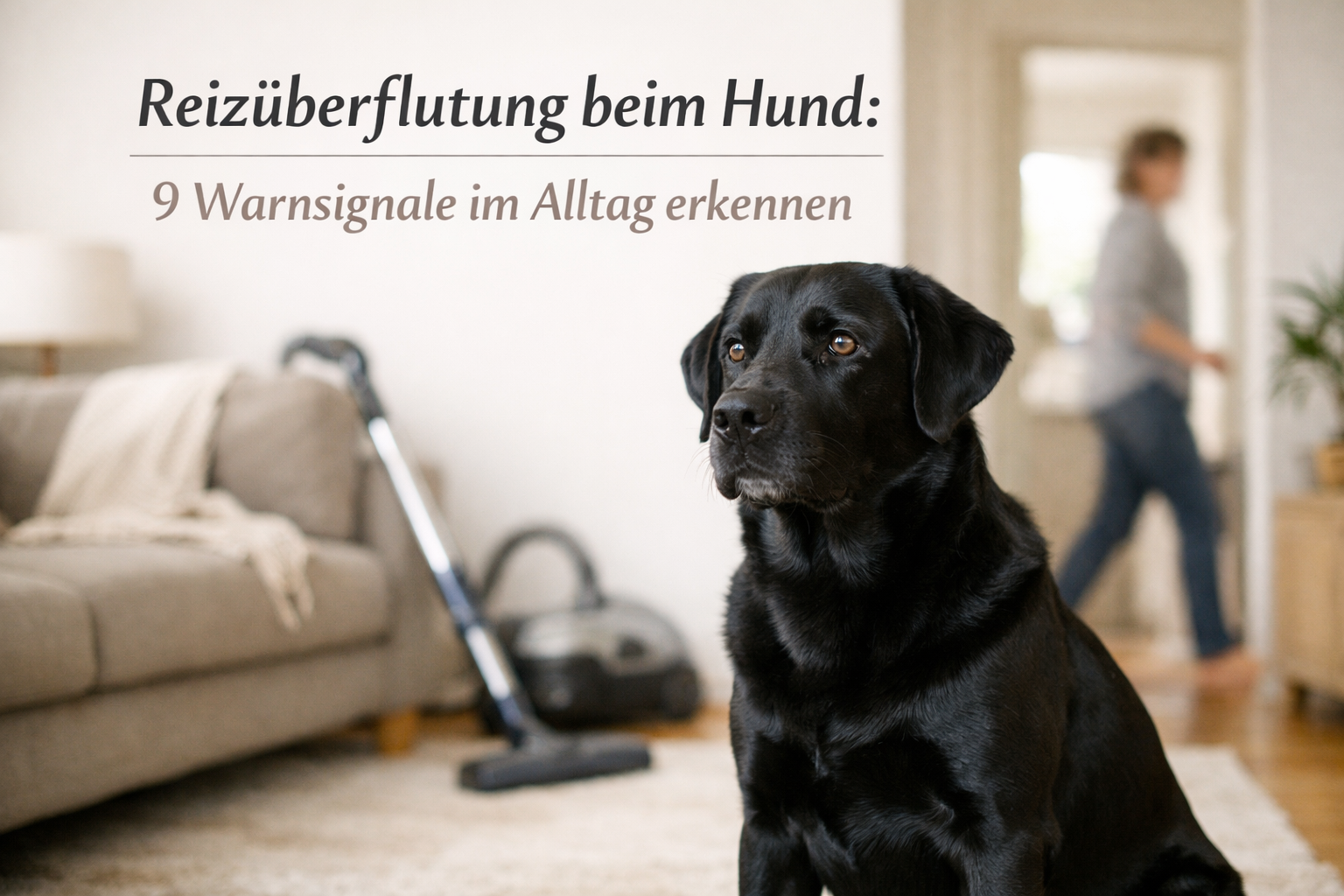 Reizüberflutung beim Hund: 9 Warnsignale, warum dein Hund zuhause nicht zur Ruhe kommt