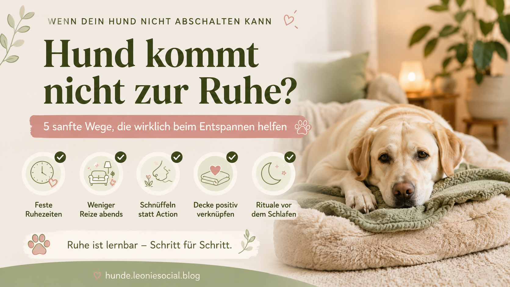 Hund kommt nicht zur Ruhe? 5 sanfte Wege, die wirklich beim Entspannen helfen
