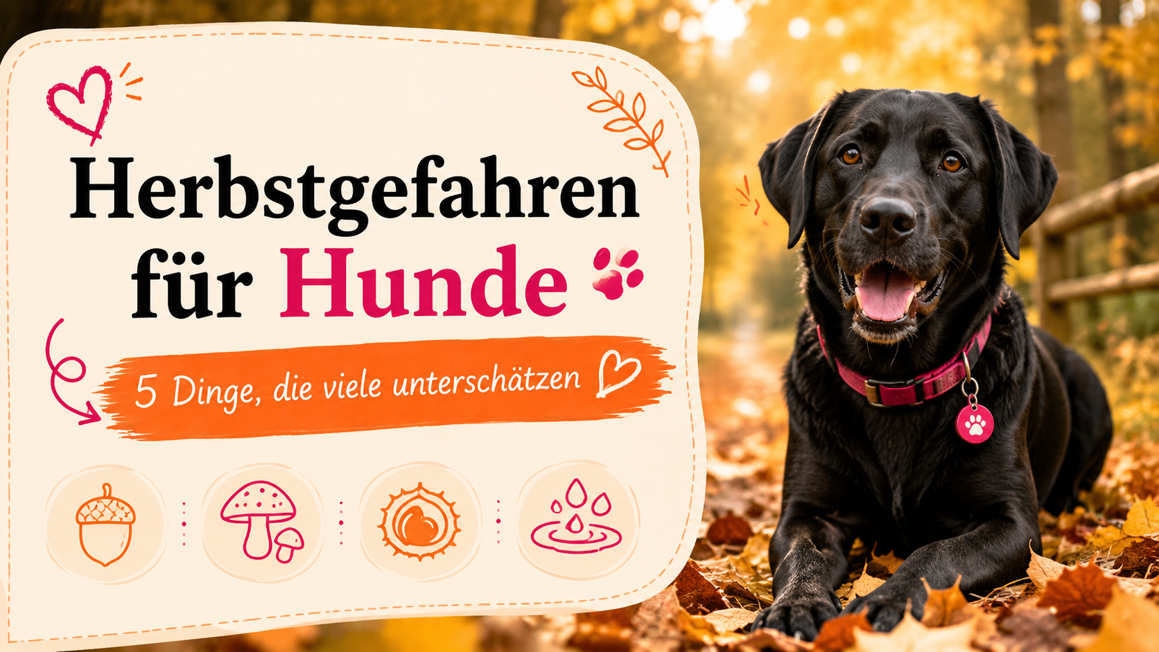 Herbstgefahren für Hunde: 5 Dinge, die viele unterschätzen