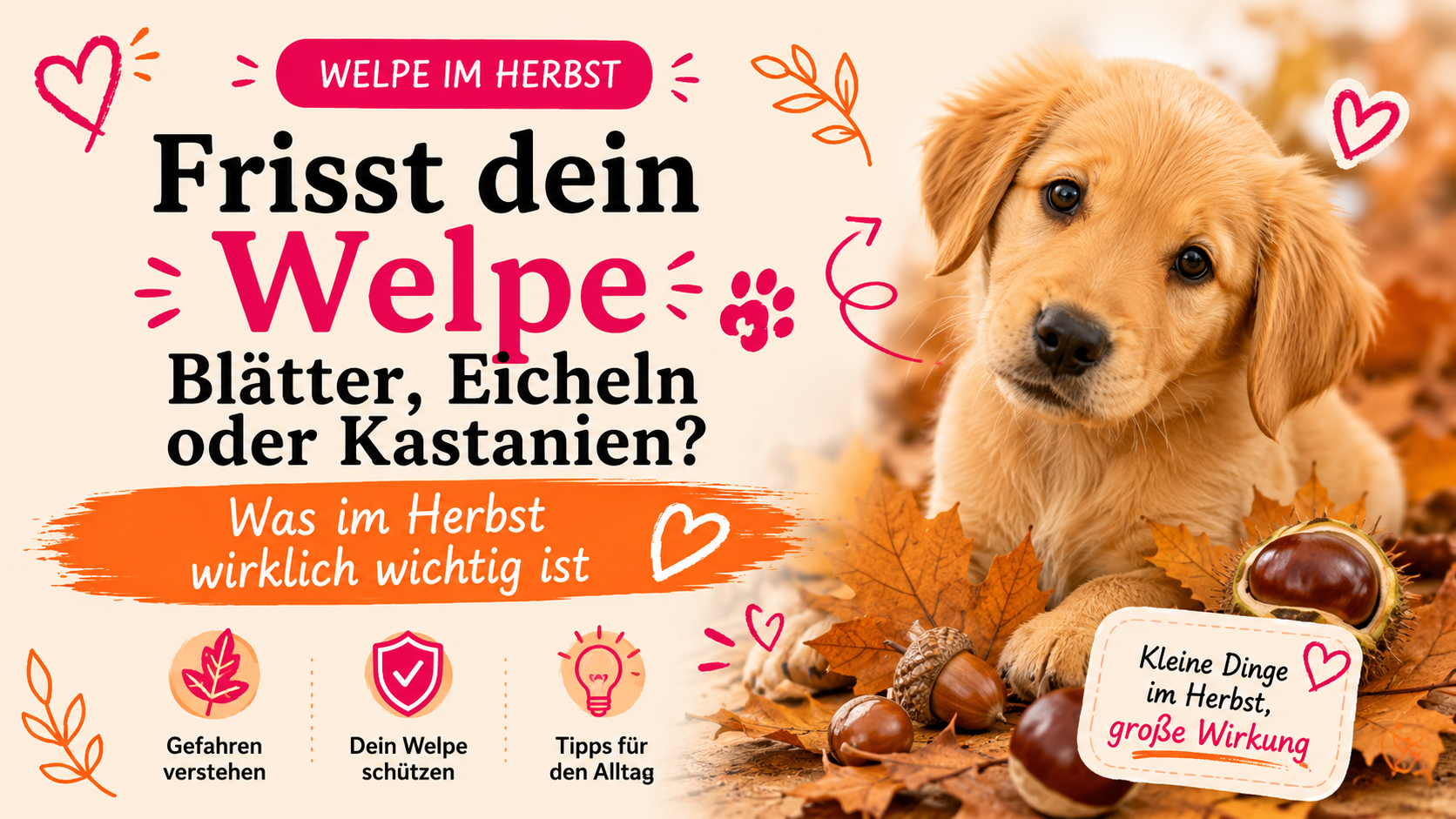 Welpe frisst Eicheln: Frisst dein Welpe Blätter, Eicheln oder Kastanien? Was im Herbst wirklich wichtig ist